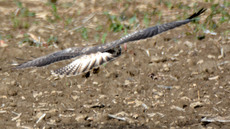 Mäusebussard_ (12).jpg